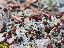 Attēlu rezultāti vaicājumam “Cladonia pyxidata”