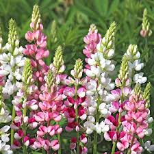 Image result for Lupinen