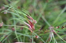 Attēlu rezultāti vaicājumam “Juncus bulbosus flower”