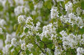Attēlu rezultāti vaicājumam “Amelanchier spicata flower”