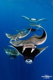 Image result for Mobula hypostoma