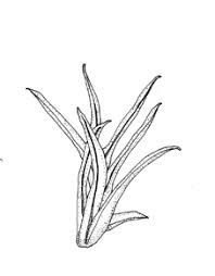 Attēlu rezultāti vaicājumam “Bryoerythrophyllum recurvirostrum sporophyte”