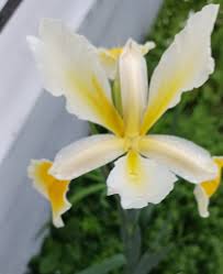 Attēlu rezultāti vaicājumam “Galega orientalis bud”