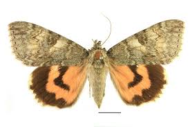 Attēlu rezultāti vaicājumam “Catocala pacta”