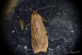 Attēlu rezultāti vaicājumam “Pelosia muscerda”