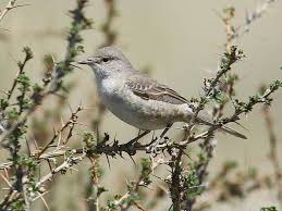 Attēlu rezultāti vaicājumam “Sylvia nisoria”