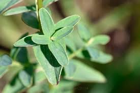 Attēlu rezultāti vaicājumam “Hypericum maculatum”