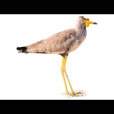 Attēlu rezultāti vaicājumam “Vanellus vanellus adult”