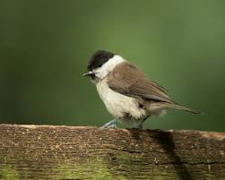 Attēlu rezultāti vaicājumam “Poecile palustris adult”