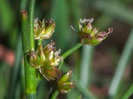 Attēlu rezultāti vaicājumam “Juncus bulbosus”