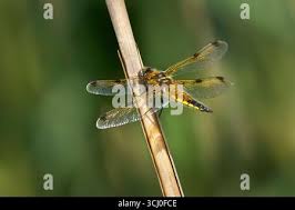 Attēlu rezultāti vaicājumam “Libellula quadrimaculata imago”