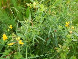 Attēlu rezultāti vaicājumam “Lathyrus pratensis leaf”