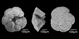 Attēlu rezultāti vaicājumam “Tortula lingulata macro”