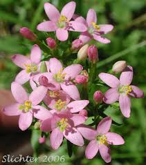 Image result for Centaurium erythraea