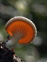 Attēlu rezultāti vaicājumam “Lentinus suavissimus”