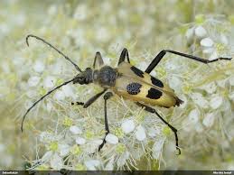 Attēlu rezultāti vaicājumam “Pachyta quadrimaculata”