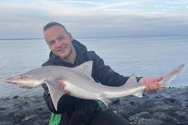 Image result for Mustelus mustelus