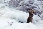Yellowstone and Grand Teton may see return of jackalope ...