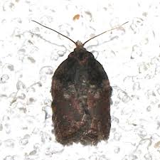 Attēlu rezultāti vaicājumam “Acleris bergmanniana”