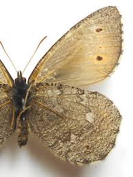 Attēlu rezultāti vaicājumam “Oeneis jutta”