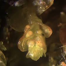 Attēlu rezultāti vaicājumam “Mylia anomala”