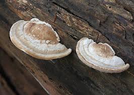 Attēlu rezultāti vaicājumam “Trametes gibbosa”