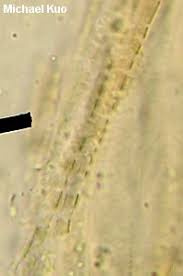 Attēlu rezultāti vaicājumam “Entoloma vernum”