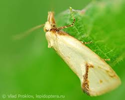Attēlu rezultāti vaicājumam “Agapeta hamana”