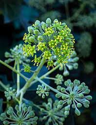Attēlu rezultāti vaicājumam “Hedera helix  flower”