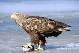 Image result for Haliaeetus albicilla