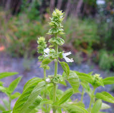 Attēlu rezultāti vaicājumam “Ocimum basilicum leaf”