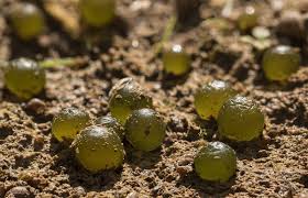 Attēlu rezultāti vaicājumam “Nostoc pruniforme macro”