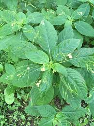 Attēlu rezultāti vaicājumam “Impatiens parviflora leaf”