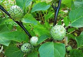 Attēlu rezultāti vaicājumam “Datura stramonium fruit”