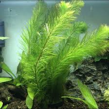 「綠羽毛」的圖片搜尋結果