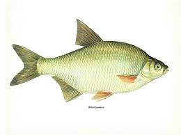 Image result for Blicca bjoerkna