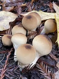 Attēlu rezultāti vaicājumam “Campylopus pyriformis sporophyte”