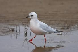 Image result for Rhodostethia rosea