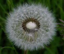 Attēlu rezultāti vaicājumam “Charissa ambiguata”