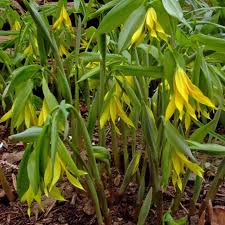Attēlu rezultāti vaicājumam “Uvularia grandiflora flower”