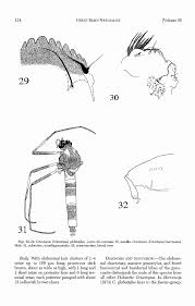 Attēlu rezultāti vaicājumam “Cricotopus male”