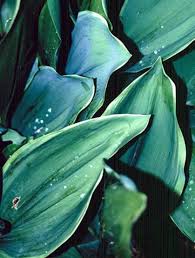 Attēlu rezultāti vaicājumam “Convallaria majalis”