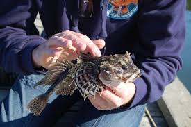 Image result for Myoxocephalus scorpioides