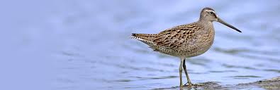 Attēlu rezultāti vaicājumam “Buteo lagopus adult”