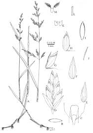Attēlu rezultāti vaicājumam “Poa compressa”