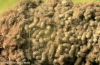 Attēlu rezultāti vaicājumam “Arcyria stipata spores”