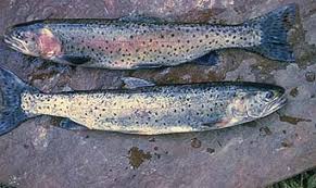 Image result for Oncorhynchus clarkii
