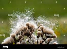 Attēlu rezultāti vaicājumam “Cirsium arvense fruit”