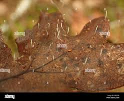 Attēlu rezultāti vaicājumam “Typhula erythropus”