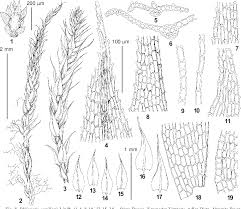 Attēlu rezultāti vaicājumam “Philonotis calcarea”